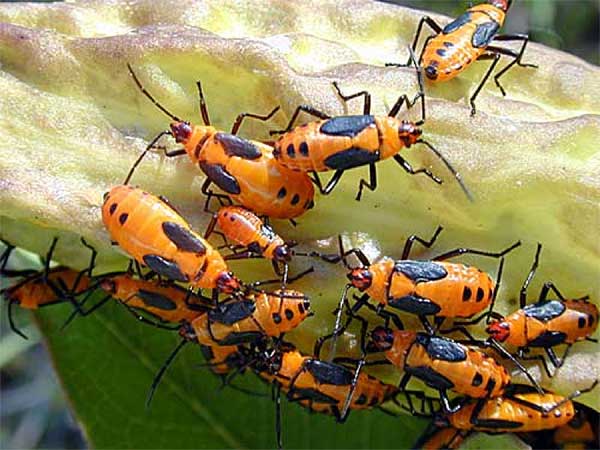Milkweed Bugs Milkweed Bugs