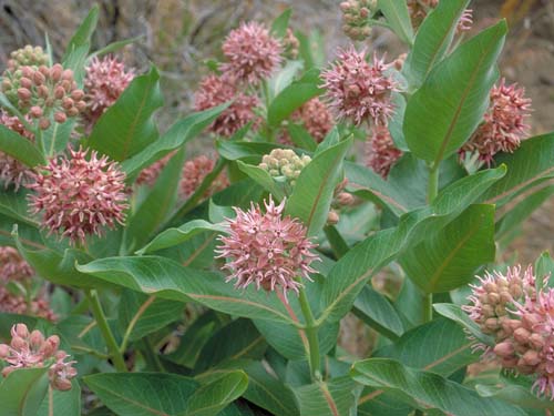 Asclepias Speciosa Bring Back The Monarchs