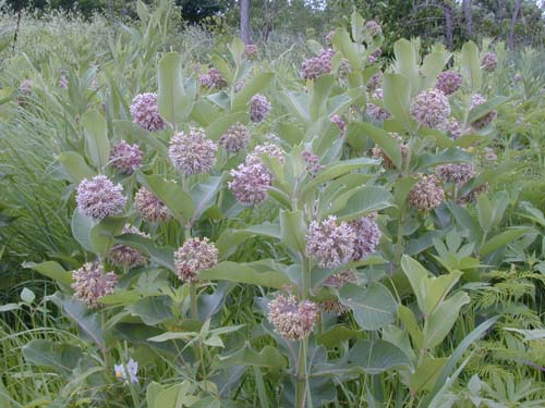 Asclepias Syriaca Bring Back The Monarchs