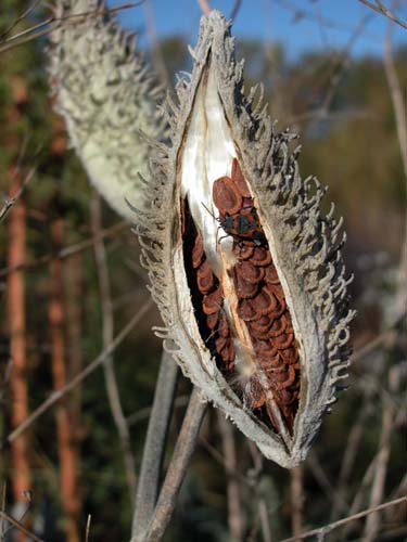 common milkweed pods