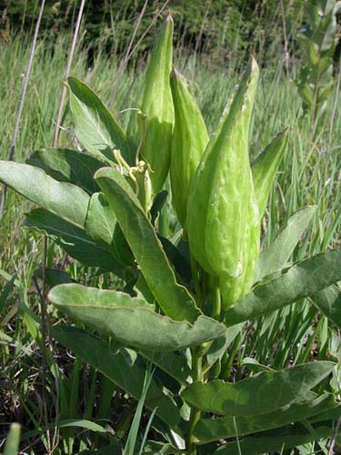 Asclepias viridis deals