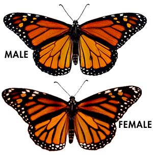 Adult Monarch Male and Female