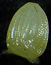 Photo of Monarch Egg