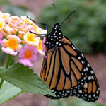 monarch butterfly on lantana