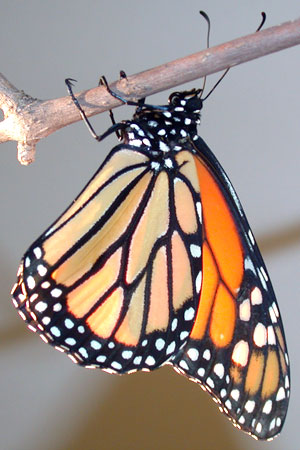 monarch butterfly