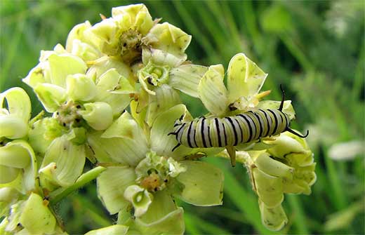 monarch on milkweed