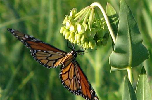 monarch on milkweed