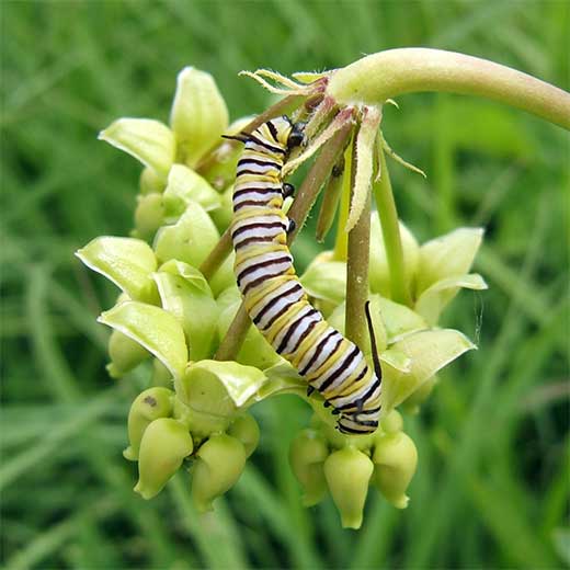 monarch on milkweed