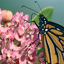 monarch on milkweed