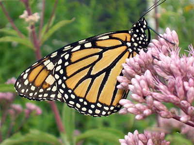 monarch resting