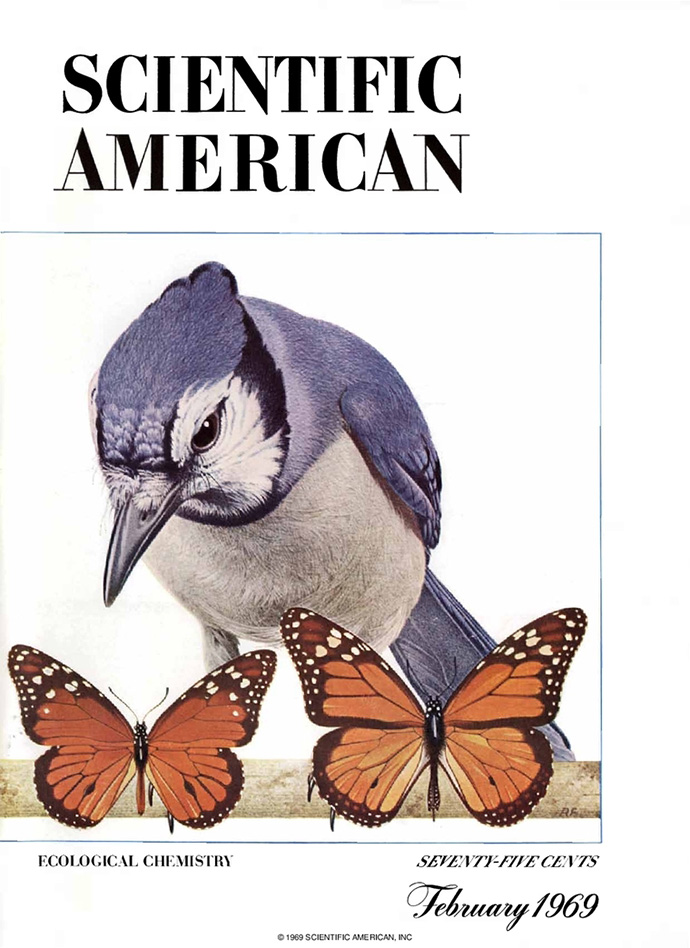 Tricky Species: Blue Jays, Killdeer, Viceroy Butterflies