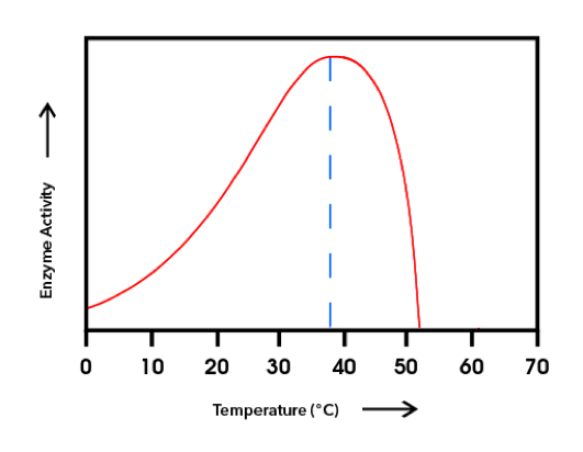enzyme curve