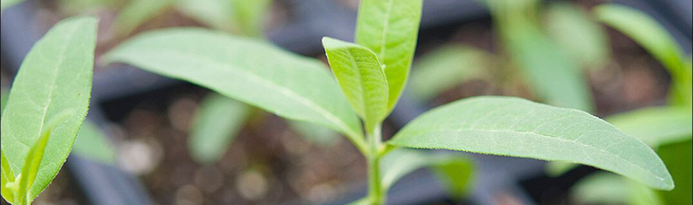 milkweed plugs