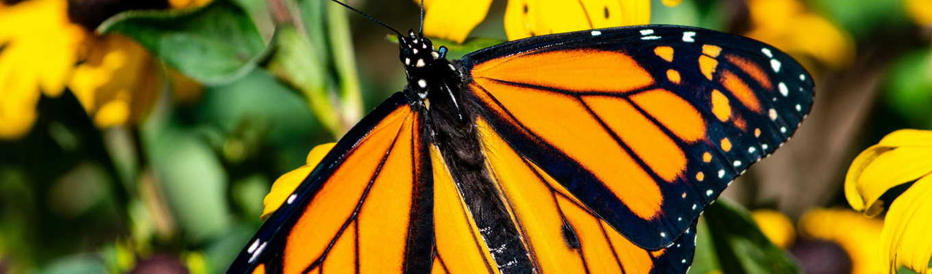 monarch