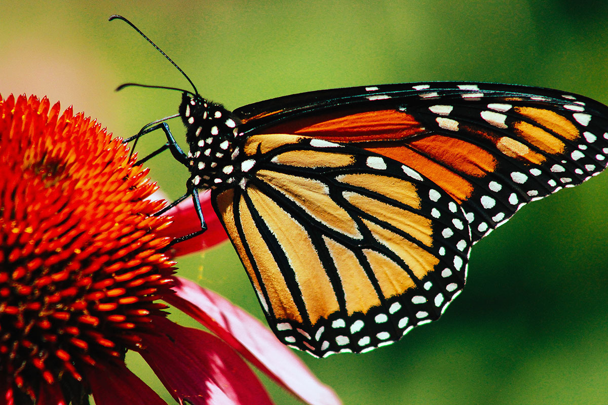 Is A Monarch Butterfly S Life Span