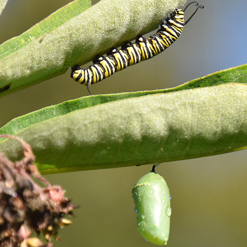 caterpillar and pupa