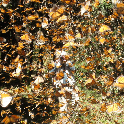 monarchs in mexico