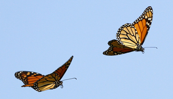 Monarch Butterfly Flying