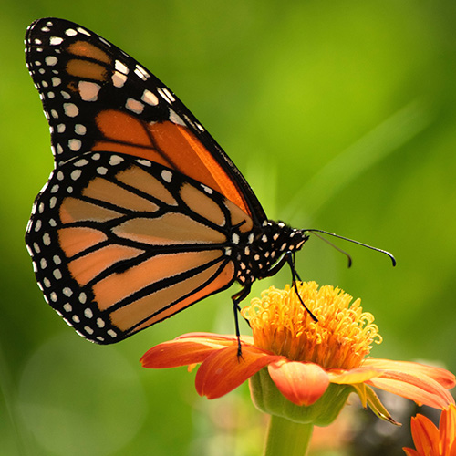 monarch on tithonia