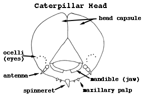 Diagram of caterpillar head