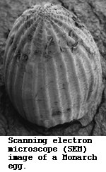 SEM image of Monarch egg