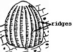 Diagram of Monarch egg