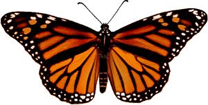 Female Monarch image