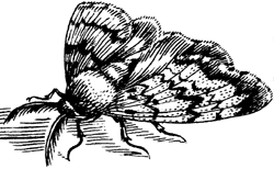 moth illustration