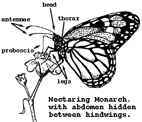 Diagram of nectaring Monarch
