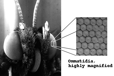 SEM image of ommatidia