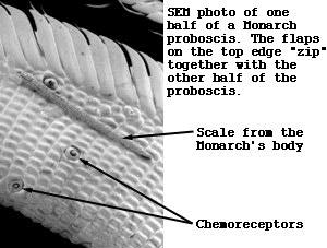 SEM image of a Monarch's proboscis