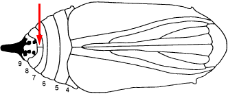 Diagram of a monarch pupa