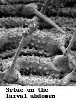 SEM image of setae on larval abdomen