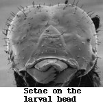 SEM image of setae on larval head