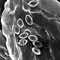 Thumbnail SEM of spores on scales