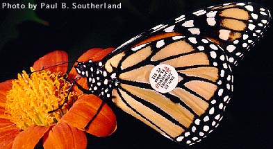 Tagged Monarch