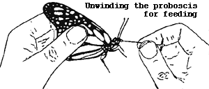 Unwinding the proboscis for feeding