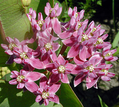 Sullivant's Milkweed