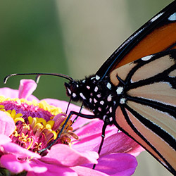 KU's Monarch Watch studying rare white butterflies  News, Sports, Jobs -  Lawrence Journal-World: news, information, headlines and events in  Lawrence, Kansas