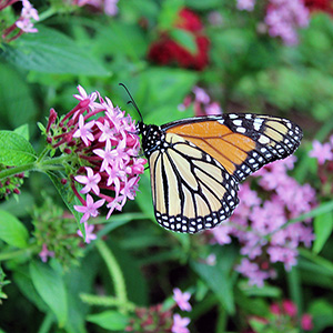 Monarch Watch Open House