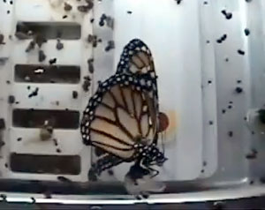 monarch emerged