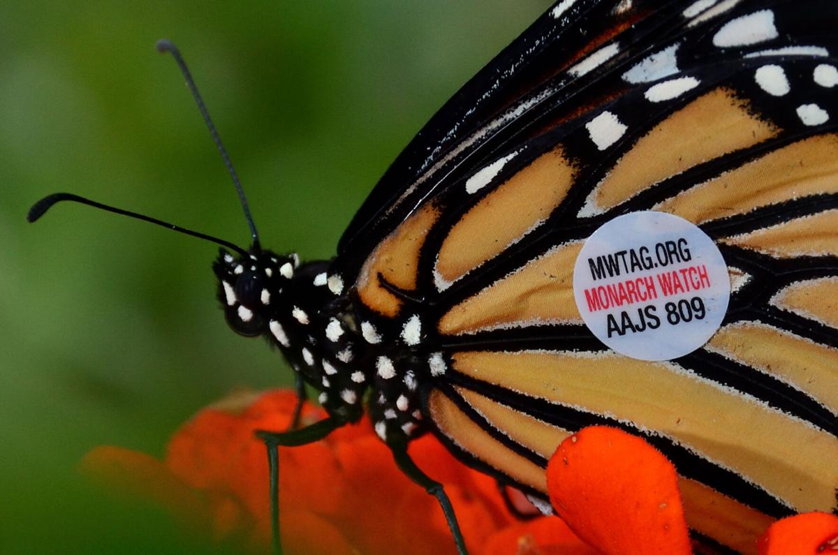 How To Get Started With Aiding Monarch Butterflies At Home | WisContext