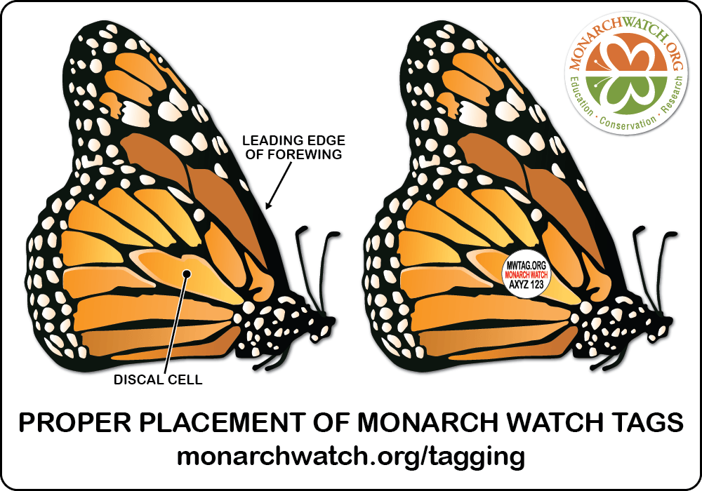 monarch butterfly migration video for kids