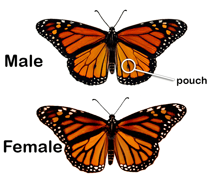 Monarch Watch Monarch Tagging Program 0492