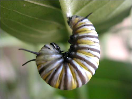 minipupa