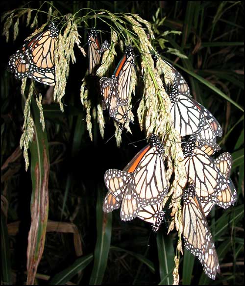 Monarch Mating Cluster